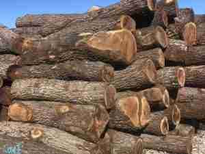 Black Walnut Logs
